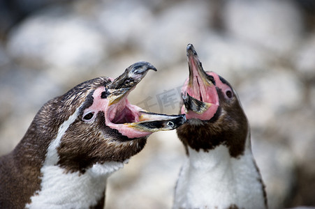 蟹蛛的巢穴摄影照片_洪堡企鹅标记它们的巢穴