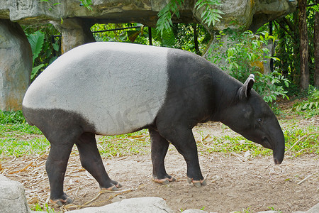 马来貘 (tapirus indicus) 泰国。