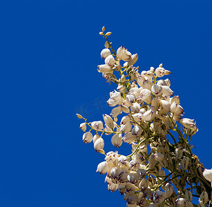 莫哈韦沙漠丝兰在蓝天下绽放