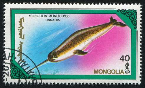 鲸 Modonon monoceros