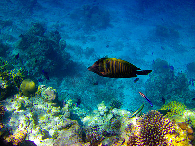 动物彩色剪影摄影照片_马尔代夫的水下世界