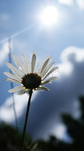 天空中的甘菊花