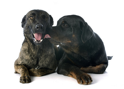 荷兰牧羊犬和罗威纳犬