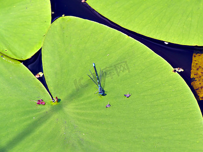 保护湿地摄影照片_荷叶上的蜻蜓