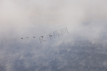 大雁在雾中飞翔