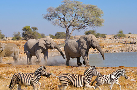 埃托沙摄影照片_大象争吵，埃托沙国家公园，纳米比亚