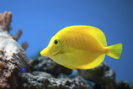 黄带刺尾鱼