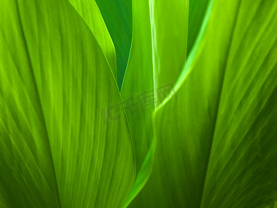 植物纹理线条摄影照片_绿叶背景