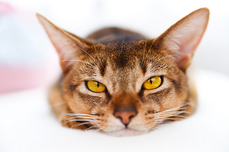 爱心表情摄影照片_年轻的阿比西尼亚猫
