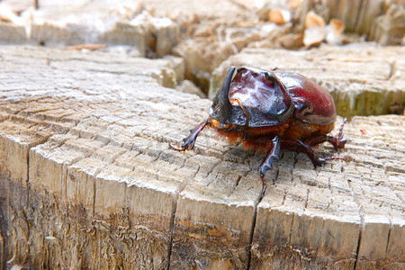 咕咕边框摄影照片_锯残枝上的犀牛甲虫