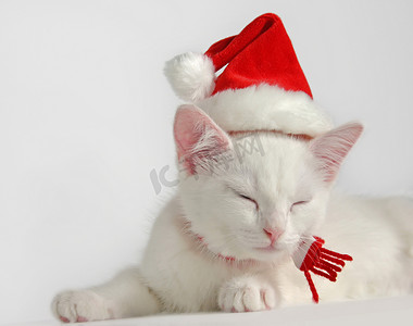 白色小猫戴圣诞帽