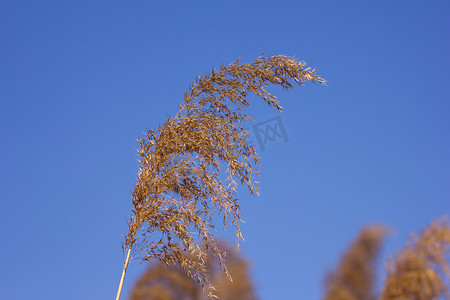 芦苇草地摄影照片_蓝天上的芦苇