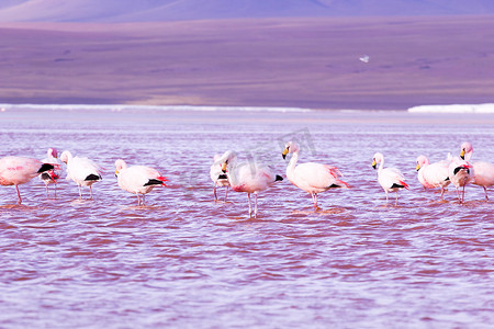 玻利维亚南部安第斯山脉湖上的火烈鸟