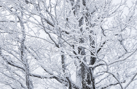 冰的摄影照片_白雪皑皑的树