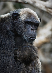 黑猩猩肖像6