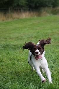 国史摄影照片_肝脏和白色工作型英国史宾格犬宠物猎犬