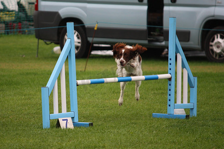 工作型英国史宾格犬宠物猎犬跳跃 ag