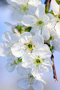 樱花树枝