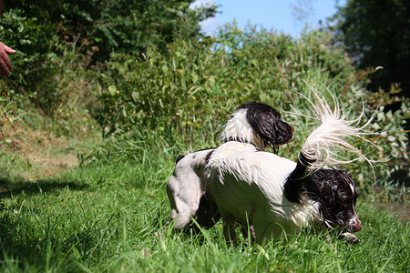 两只漂亮的肝脏和白色工作型英国史宾格犬