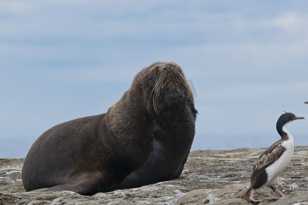 南美海狮