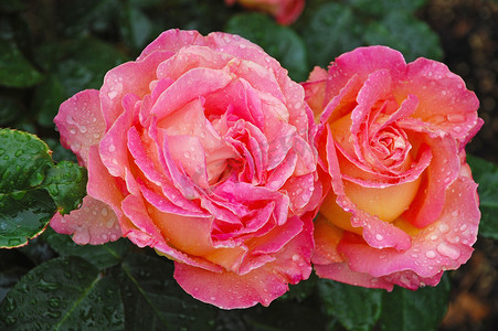 两朵美丽的粉色玫瑰