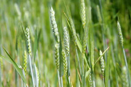 春天绿色小麦近景拍摄