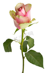 美丽的白粉红玫瑰