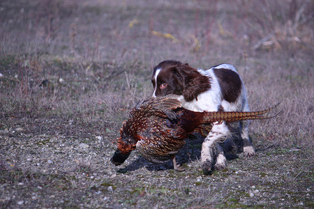 工作型英国史宾格犬携带野鸡