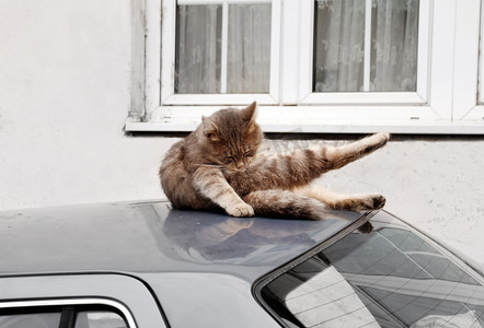 车顶上的猫