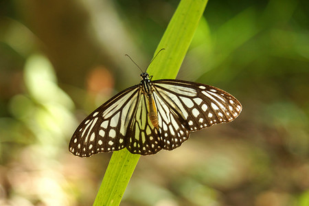 昆虫叶子摄影照片_黑白蝴蝶停留在叶子上
