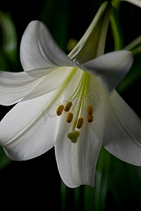 百合摄影照片_百合花