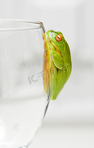 绿树蛙在玻璃上