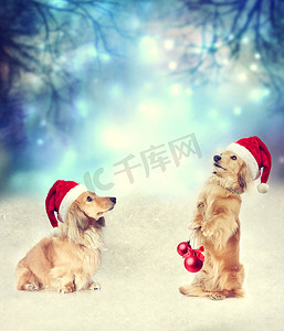 两只带圣诞帽的腊肠犬在一起
