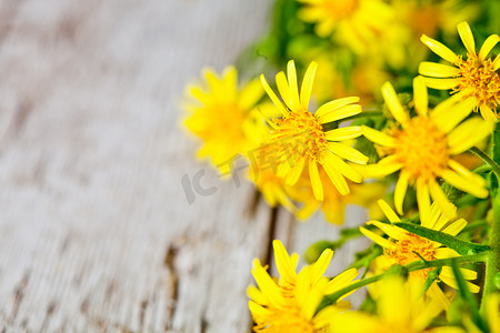 野生黄色花朵
