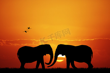 日落时的大象