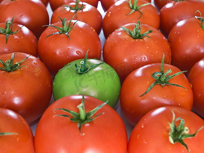 种植水果摄影照片_他的普通伙伴之间有一些绿色番茄。