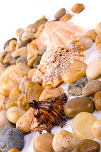 海贝与卵石
