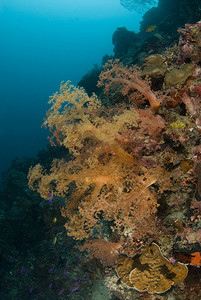 菲律宾橙软珊瑚
