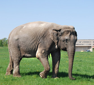 斯德哥尔摩市公园里的大象