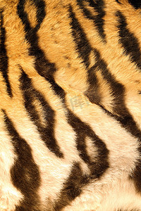 野生动物园摄影照片_虎皮上美丽的黑色条纹
