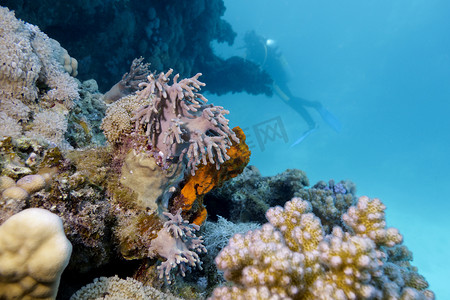 在热带海底的五颜六色的珊瑚礁和蓝色水背景的潜水员