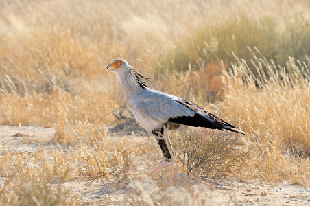 动物相野生动物摄影照片_南非卡拉加迪跨界公园的秘书鸟