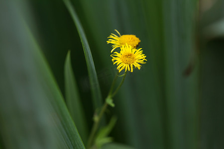 夏天的雏菊