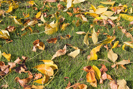 秋黄摄影照片_草坪上的黄秋山毛榉树叶