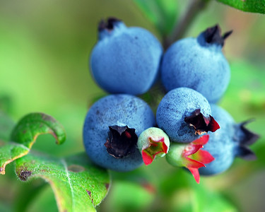 8月水果摄影照片_野生蓝莓 (Vaccinium myrtilloides)