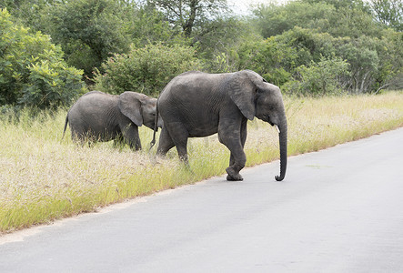 不文明的摄影照片_克鲁格公园的大象与勇
