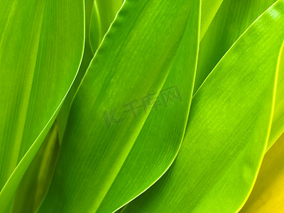植物纹理线条摄影照片_绿叶背景