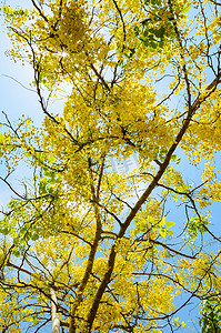 决明树或 Ratchaphruek 树上的黄色花朵