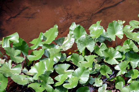 水生植物