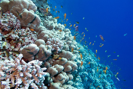 珊瑚礁与珊瑚礁珊瑚和异国情调的鱼 anthias 在热带海底与蓝色水背景隔离